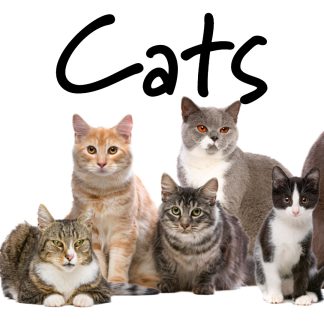 Cats - Personalized